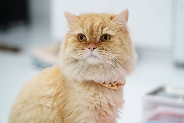 istock Fluffy Golden Cat Sitting Calmly in a Bright Room with Soft Lighting and a Curious Expression Capturing the Essence of Feline Elegance and Charm 2252905745