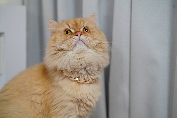 istock Fluffy Ginger Cat with Golden Collar Poses Elegantly Against Soft Drapes in a Bright Indoor Setting 2252905747