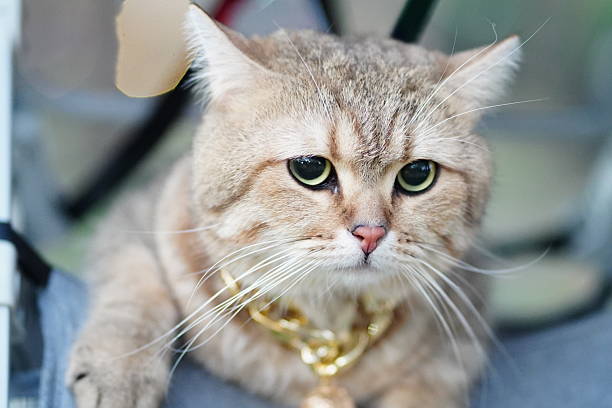 A charming fluffy cat with a shiny gold chain stares directly at the camera, exuding a playful and curious personality in a cozy urban environment, perfect for pet lovers.