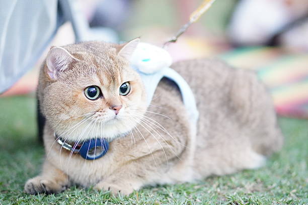 istock Cute brown cat with large eyes wearing a harness sits on grass in a sunny park setting surrounded by colorful blankets and playful atmosphere 2252906037