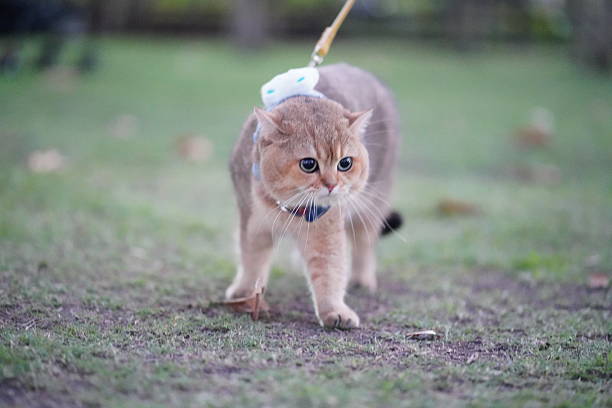 istock Playful Ginger Cat Walking on Leash in Park with Lush Green Grass and Soft Evening Light Highlighting Its Fluffy Fur and Curious Expression 2252906251
