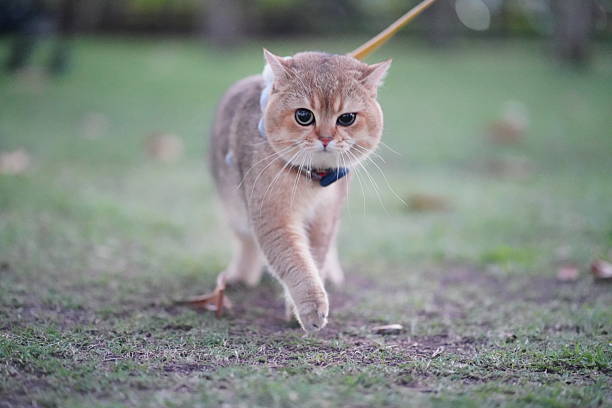 istock Curious feline exploring outdoor environment on leash with clear focus and gentle expression in natural green backdrop of grass and trees 2252906252
