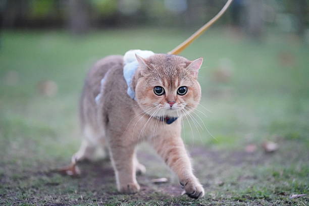istock Playful Cat on a Leash Exploring the Outdoors in a Lush Green Park Setting, Captured in Stunning Detail for Cat Lover Enthusiasts 2252906253