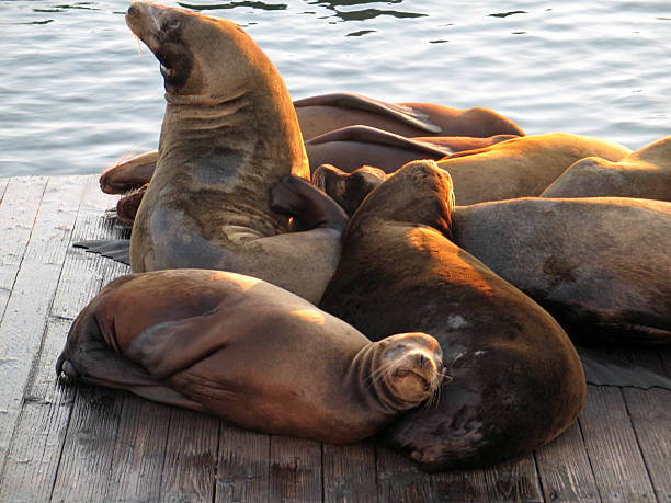 istock Sea Lions Sunning at Pier 39, San Francisco 2252906264