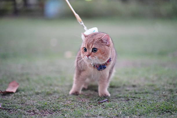 istock Cute domestic cat exploring outdoor grass area while walking on a leash, showcasing curiosity and playful behavior in a natural setting 2252906266