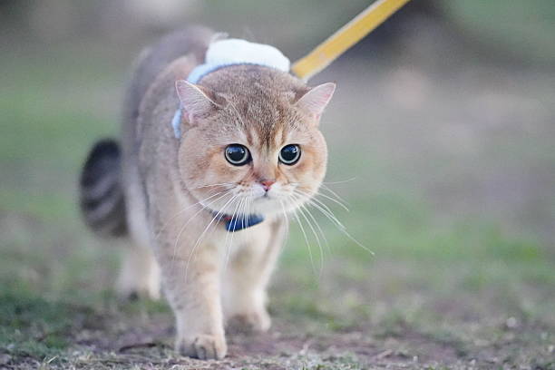 istock Cute fluffy cat walking on a leash in an outdoor setting with a focus on its adorable face and playful demeanor, showcasing pet lifestyle and companionship 2252906381