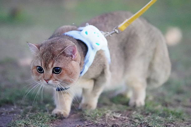 istock Playful cat exploring outdoors on a leash, wearing a cute harness while enjoying the fresh air, showcasing curiosity and adventure in nature 2252906382