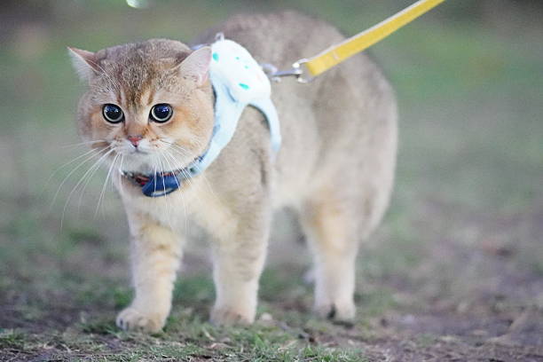 istock Cute Cat Wearing Harness Walking Outdoors on Leash in Park Under Soft Light with Green Grass Background 2252906384