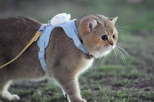 istock Playful cat wearing a harness with a cute mouse toy, exploring outdoor environment during nighttime adventures, curious expression and soft fur 2252906576