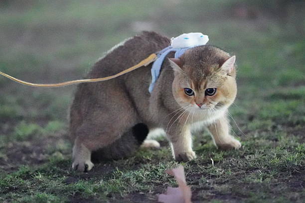 istock Curious feline exploring outdoor space with a small accessory on its back, highlighting playful nature and adventurous spirit in soft evening light. 2252906578