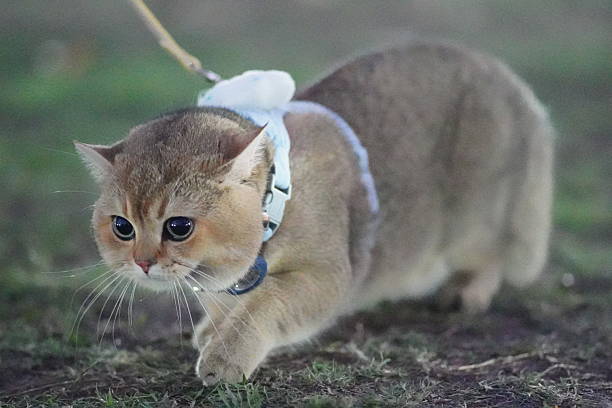 Fluffy cat on a leash exploring the outdoors in a grassy area during twilight with curious eyes and a playful demeanor
