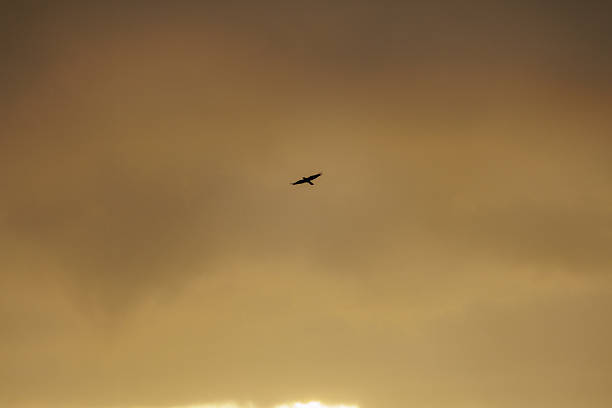 Wings extended and wing slots visible, a lone crow glides through the sky effortlessly under soft clouds illuminated in golden hues cast by the rising early morn sun.