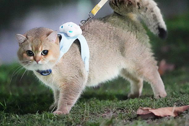 istock Playful Cat on a Leash in a Park Setting, Exploring Nature at Night, Curiosity and Adventure Captured with a Soft Toy Companion 2252906736