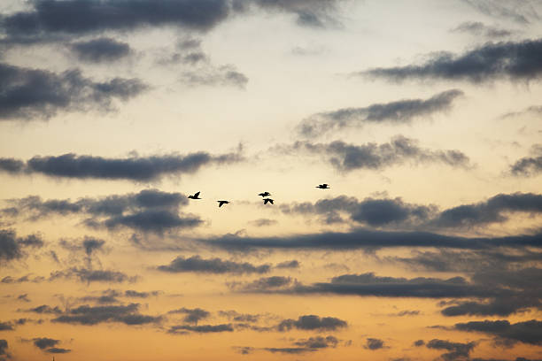 istock Migratory Birds Undergoing Hormonally-Driven Transformation in Morning Sky 2252906861