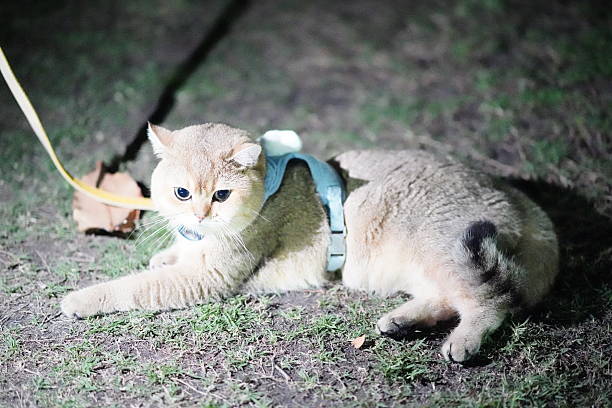 istock Cute cat relaxing outdoors at night in a harness on grass, illuminated by subtle light from the background, showcasing its fluffy fur and expressive eyes 2252907489