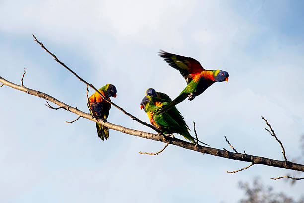 istock A Gathering of Rainbow Lorikeets 2252907927