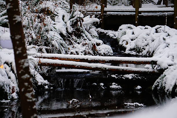 istock Snow covered Logs and mini-Waterfalls 2252909797