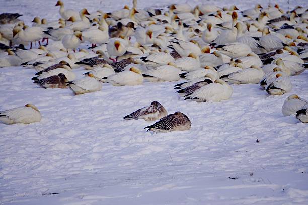4000km from the far east of Russia. They spend the winter in Japan, searching for food from Russia in the middle of winter. (Swans on paddy field in Motono)