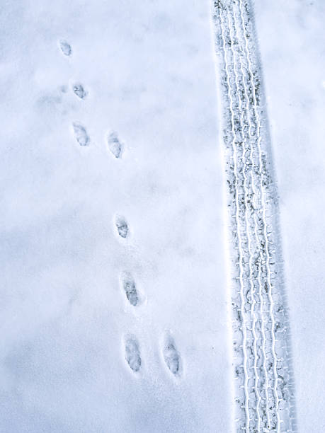 istock Hare tracks and a tire tread mark side-by-side in fresh white snow 2252909887