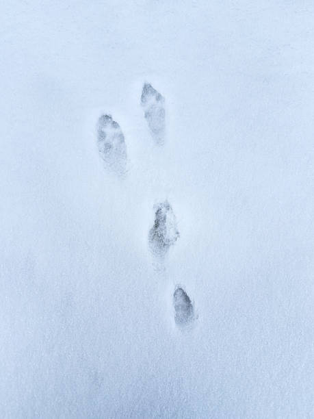 istock Fresh hare tracks indented in deep, white winter snow 2252910455