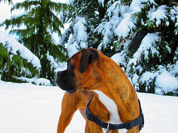 A brindle boxer dog looks around snow covered park