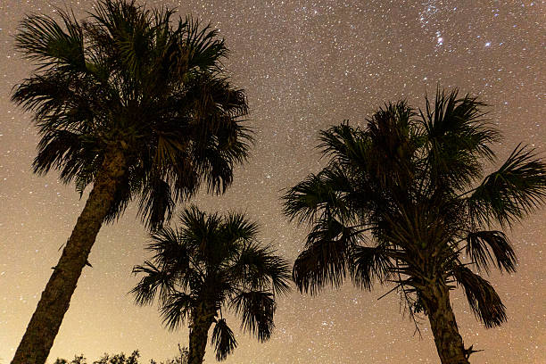 A low-angle view of a clear, star-filled night sky with silhouettes of trees in the Florida Everglades