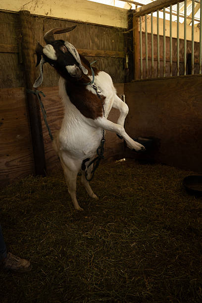 Goat standing on hind legs in a stable