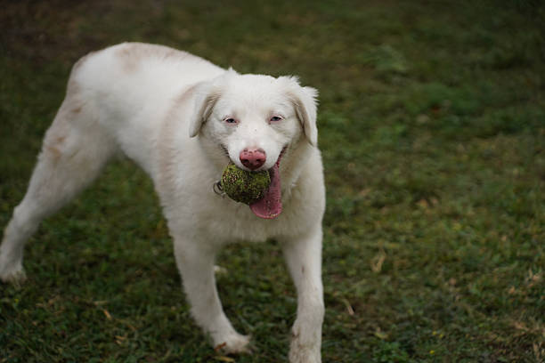 The dog playing with a baseball in the park, the dog trying to catch the thrown ball