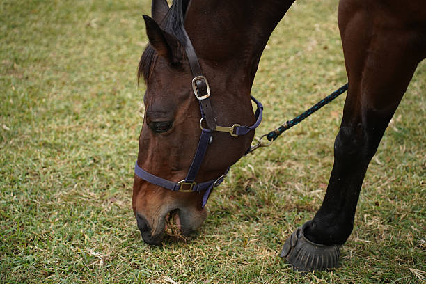 A close-up profile view of a brown horse with its head down, grazing on vibrant green grass near a wooden stable