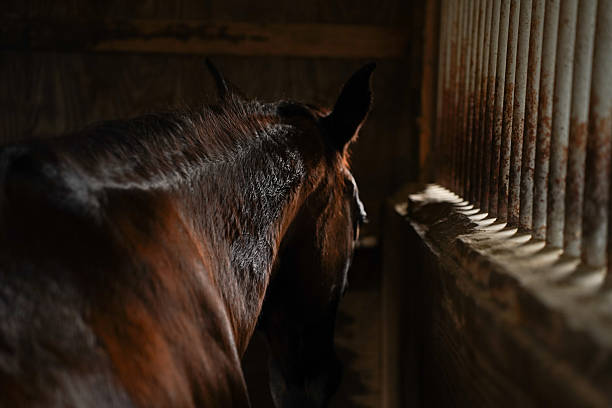 istock Brown horse looking out from a stable stall 2252911187