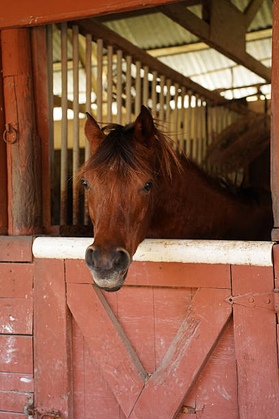 A close-up profile view of a brown horse with a dark mane standing inside a wooden stable or barn, looking out over the stall door