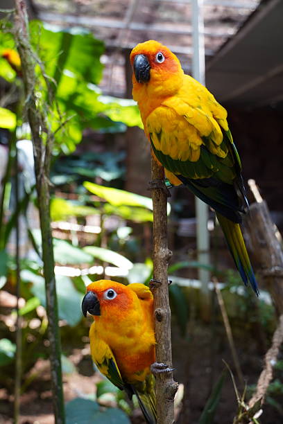 istock Sun conure birds sitting in tree branch. 2252912759