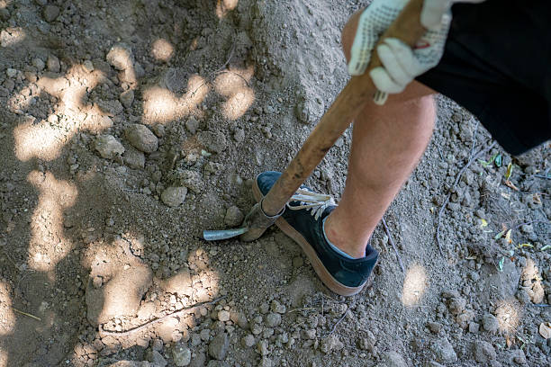 Landscaper Man using a Trenching Shovel to Remove rocks and dig a ditch in soft moist soil for a PVC Sprinkler line or Electrical Line