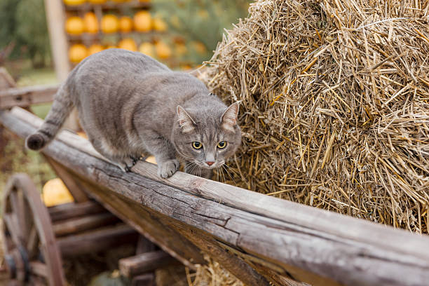 a cat is hiding in the mown wheat in the agricultural field