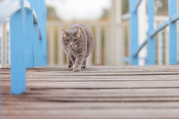 Gray Cat Walking on Wooden Boardwalk Path