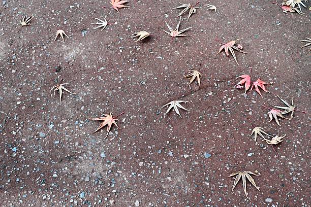Fallen maple leaves on the brown ground