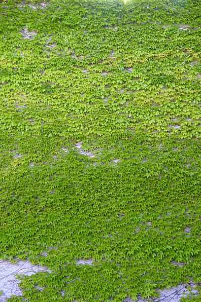 Green ivy covering the wall