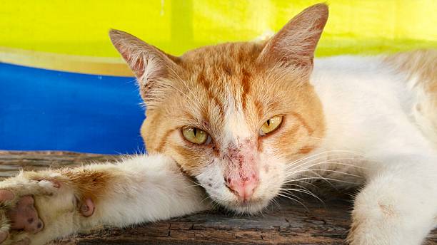 istock An orange and white tabby cat lying down and looking at the camera with a calm expression. 2252920469