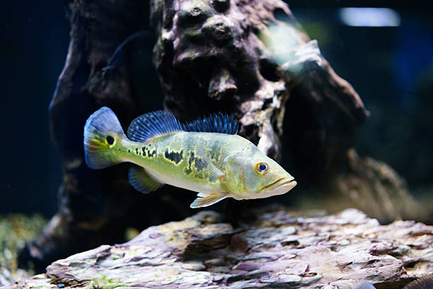 istock Fish in the aquarium 2252921236