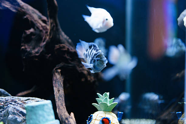 Fish in the aquarium