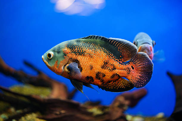 istock Fish in the aquarium 2252921312