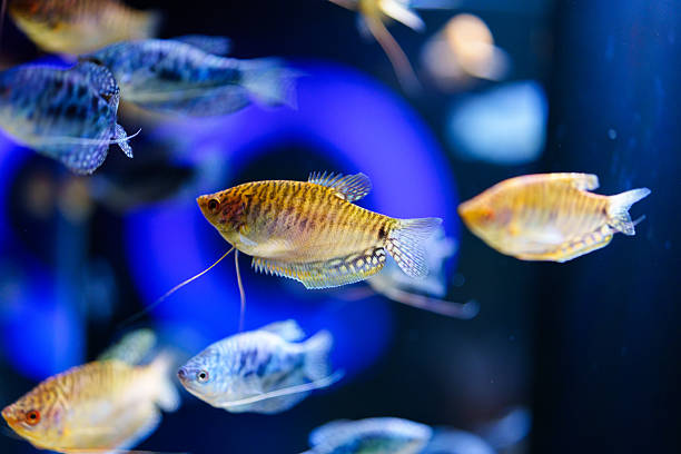 istock Fish in the aquarium 2252921313