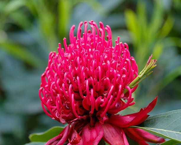 Vibrant red Waratah flower in full bloom at the Dandenong Ranges Botanic Garden.