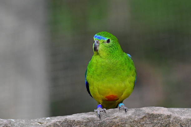istock Orange-Bellied Parrot in Australia 2252922287