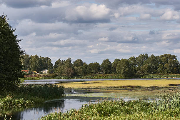 istock Calm Lake With Reeds and Forest Under Cloudy Sky 2252922626