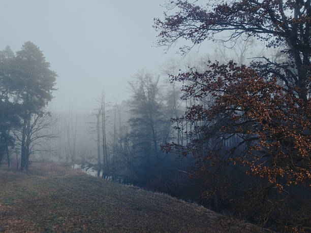 Drone shot of a misty winter forest with warm orange foliage and a swamp.
