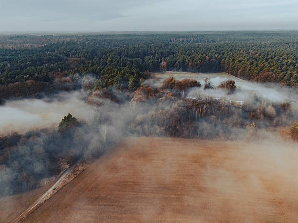 Bird's-eye perspective shows a misty morning over dense forest and a brown field, with wisps of fog drifting between trees. A tranquil, natural scene highlighting atmosphere and terrain.
