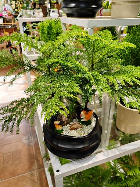 Araucaria heterophylla