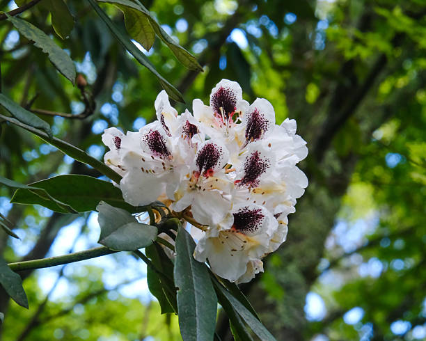 istock Exquisite white Rhododendron with deep purple speckles blooming 2252924525