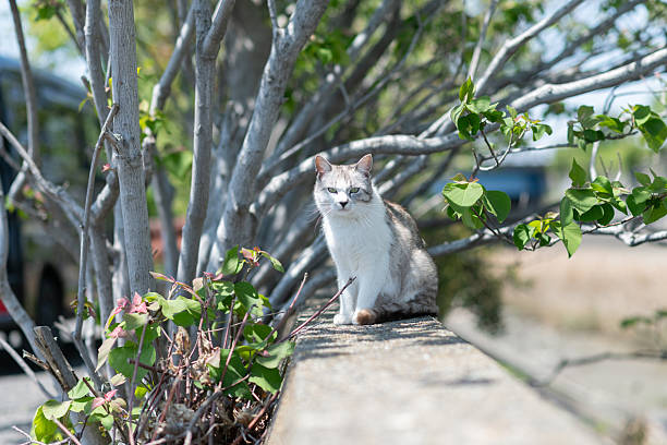 Cute stray cat relaxing on the roadside